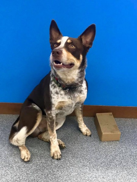 Sniffer Dog Beginners Class