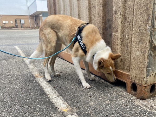 Trial Ready Sniffer Dog Club