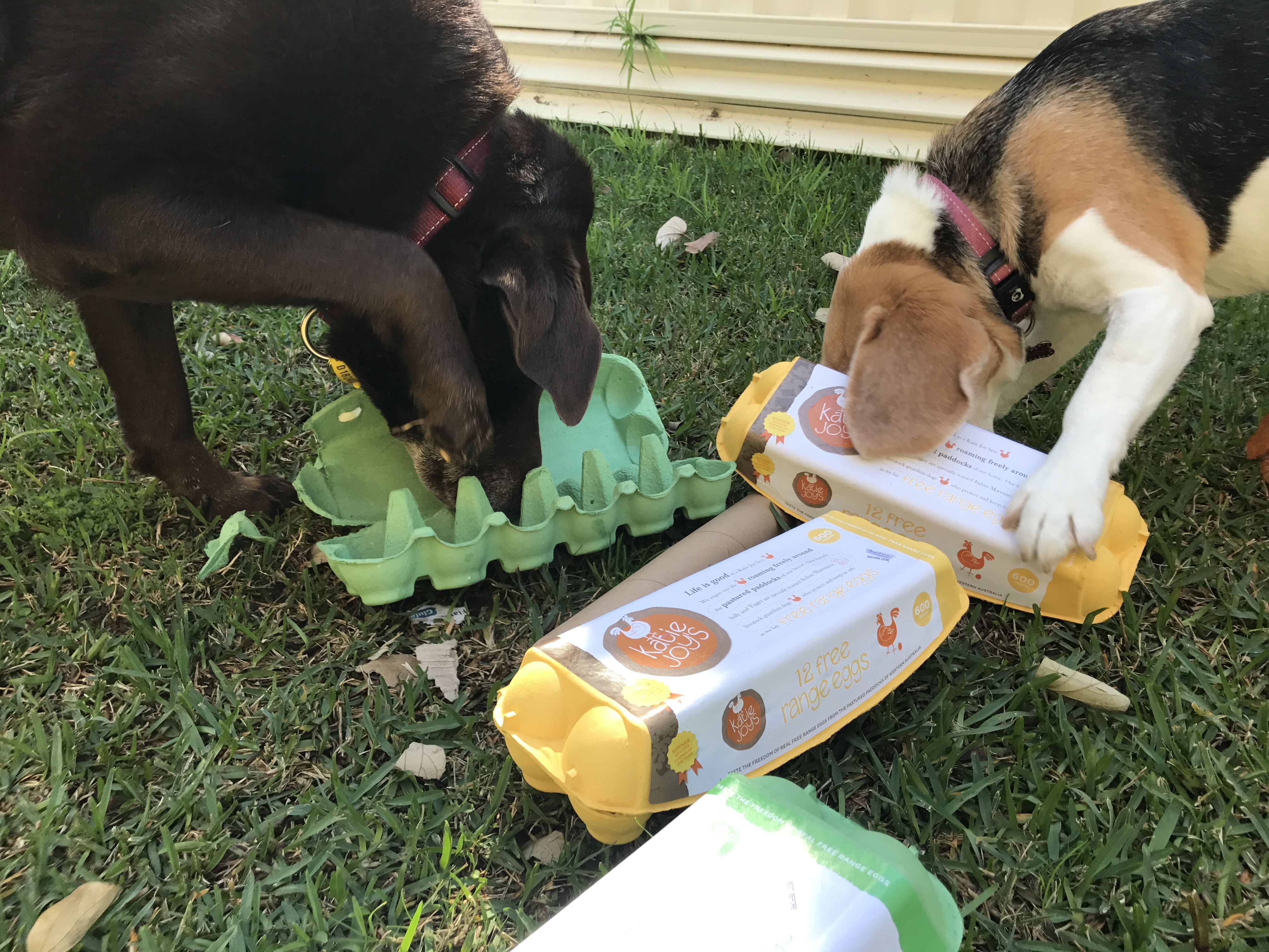 Why your dog needs enrichment toys