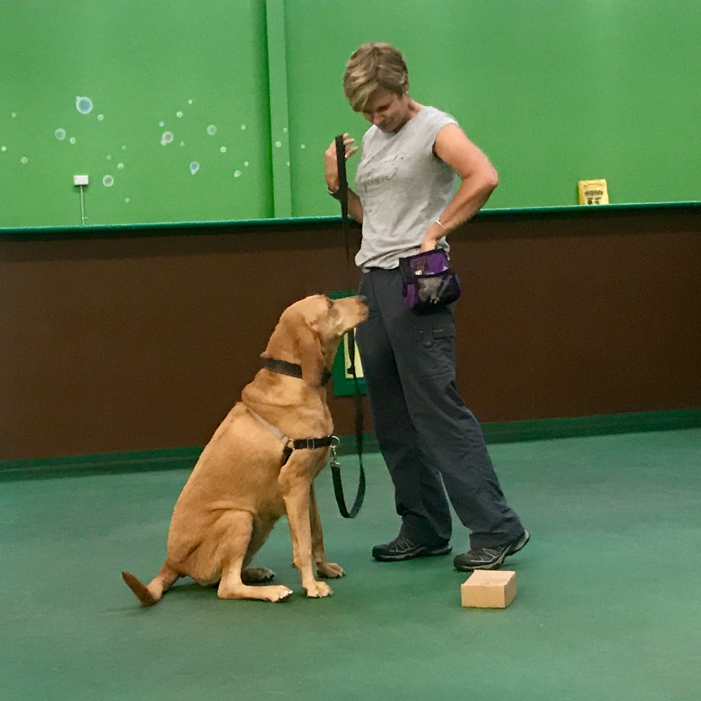 How To Train A Sniffer Dog